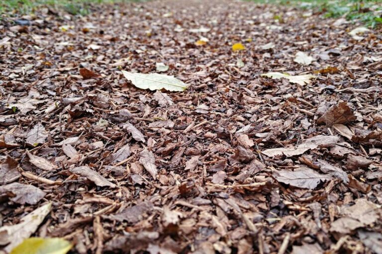 Le geste simple qui fait disparaître les mauvaises herbes de vos allées sans désherber de tout l’hiver