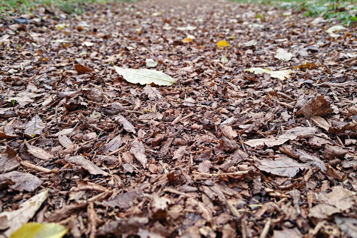 Le geste simple qui fait disparaître les mauvaises herbes de vos allées sans désherber de tout l’hiver