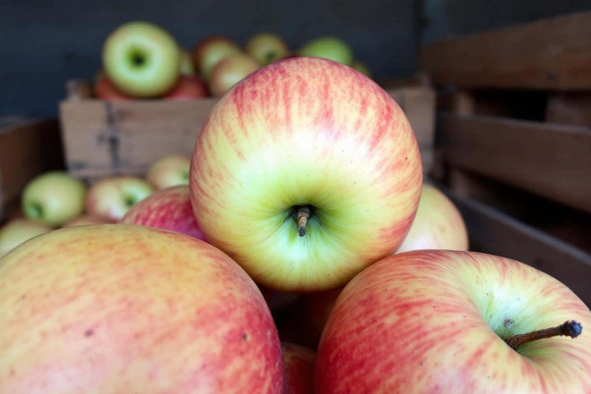 « Franchement, je ne comprends pas pourquoi personne ne parle de ce geste crucial après la cueillette »