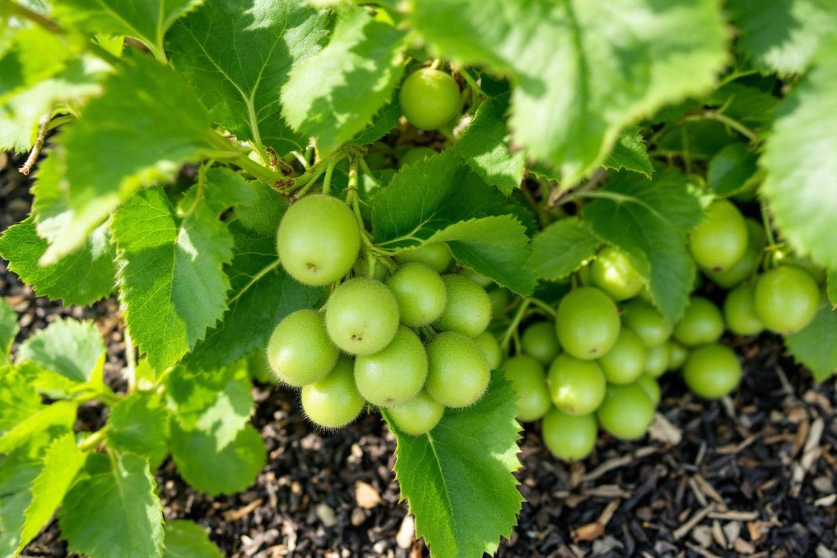 Partout en France, ils réussissent à cultiver des kiwis : voici comment ils font