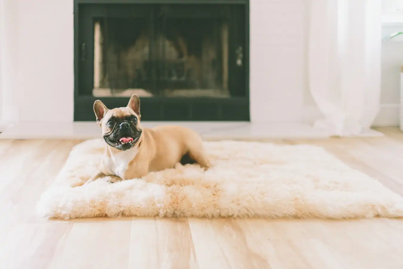 Tapis avec un joli pug