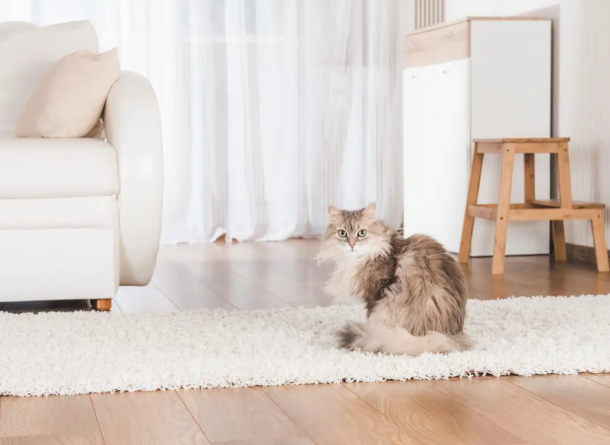chat sur un tapis blanc