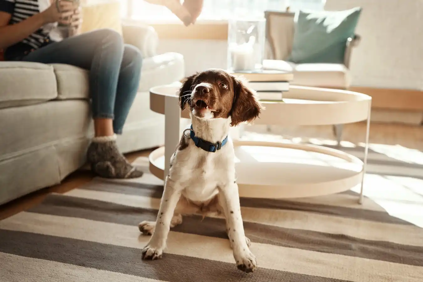 chien mignon sur un tapis