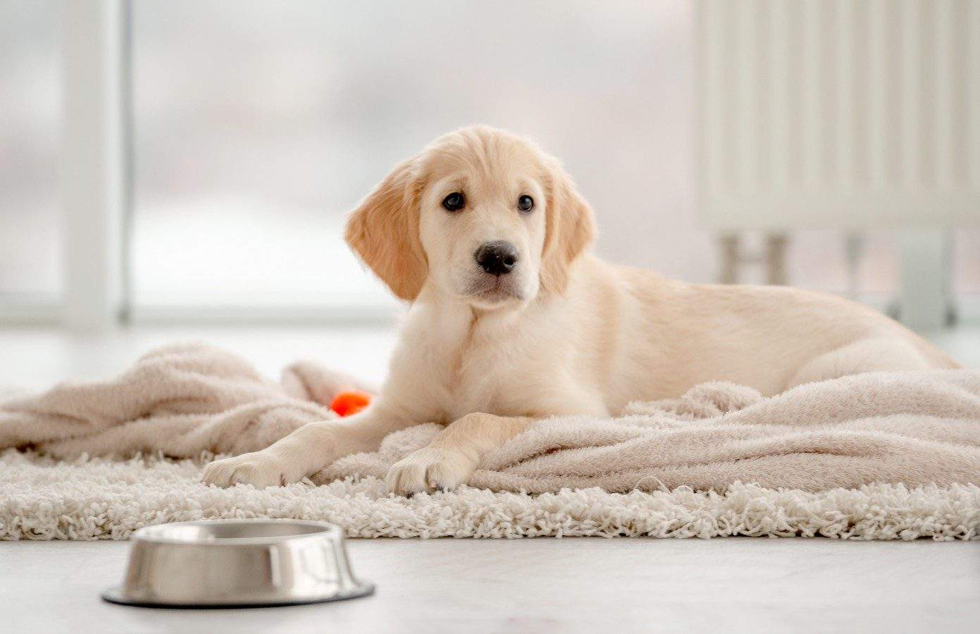 chien golden retriever sur un tapis