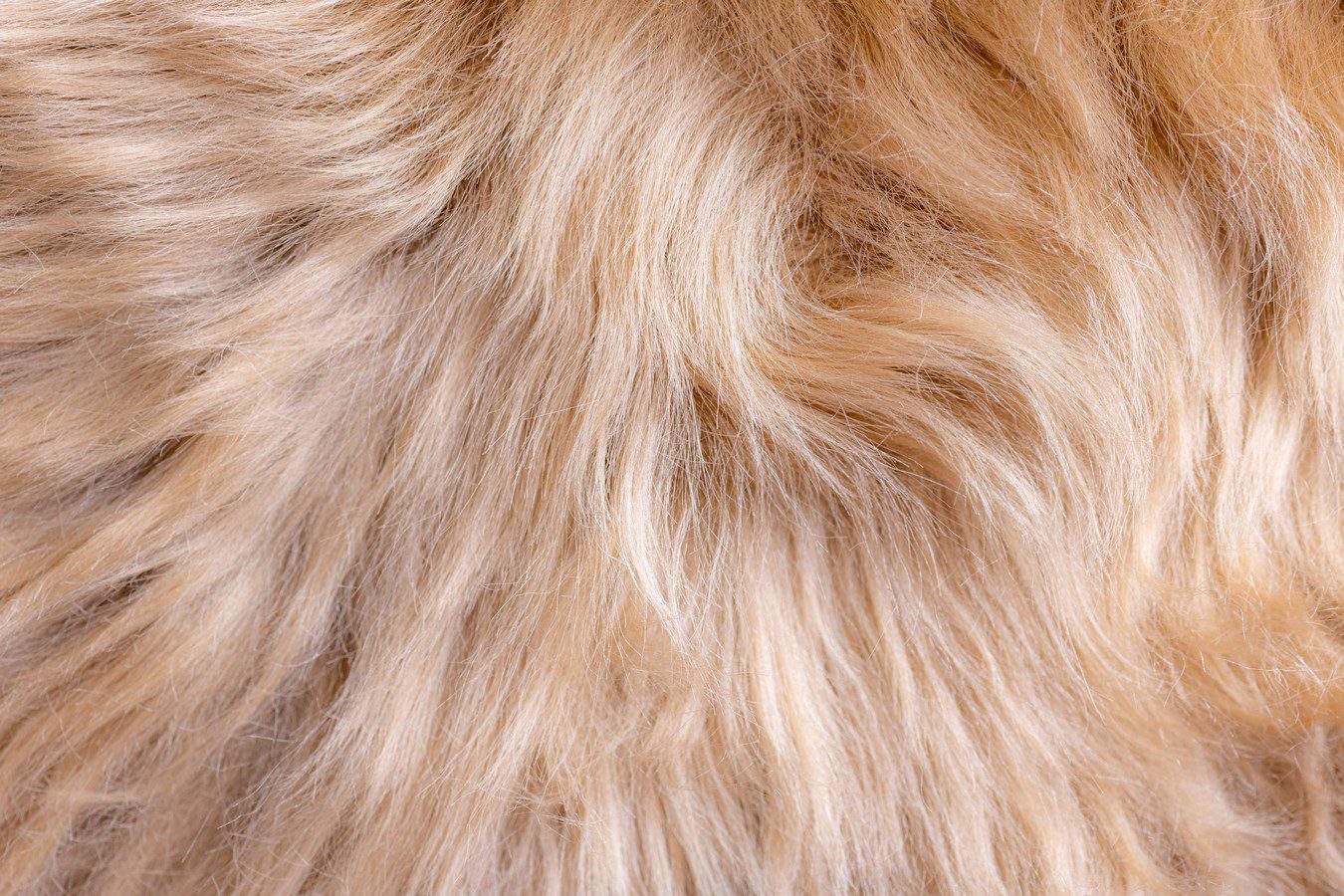 texture de tapis beige