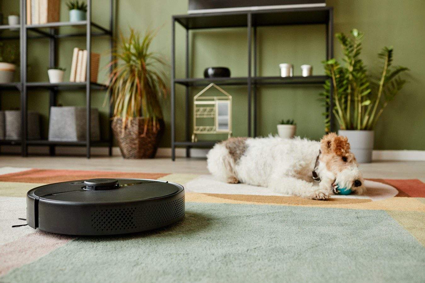 chien avec un aspirateur sur un tapis